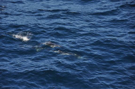 Golfinhos nadam submersos ao lado do Sea Spirit, no trecho entre Buenos Aires e as Ilhas Malvinas
